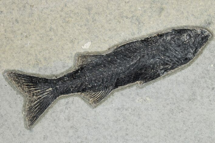 Uncommon Fish Fossil (Mioplosus) - Wyoming #269781